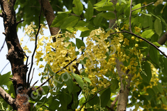 Cassia fistula